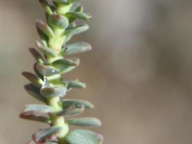 Euphorbia herniariifolia