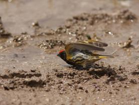 Red Fronted Serin