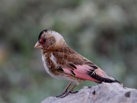 Crimson Winged Finch