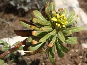 Euphorbia kotschyana Fenzl