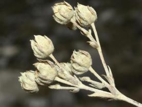 Potentilla speciosa Willd