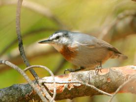 Kruppers Nuthatch