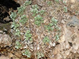 Potentilla speciosa Willd