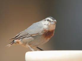 Kruppers Nuthatch
